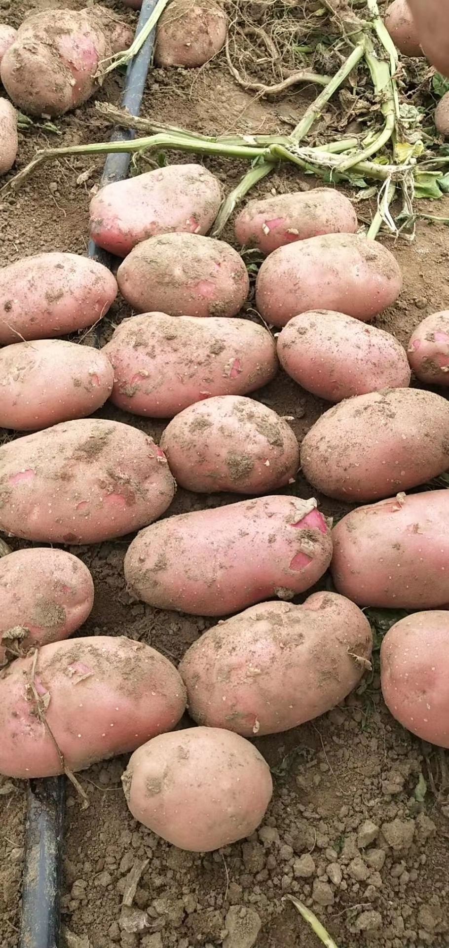土豆，雪川土豆 大量供应，产地直发，全国发货，可视频看货