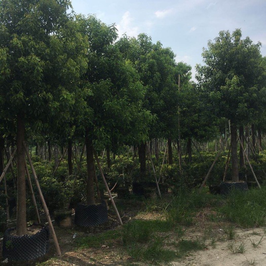 普宁市 香樟15分~18分，冠幅2米~3米