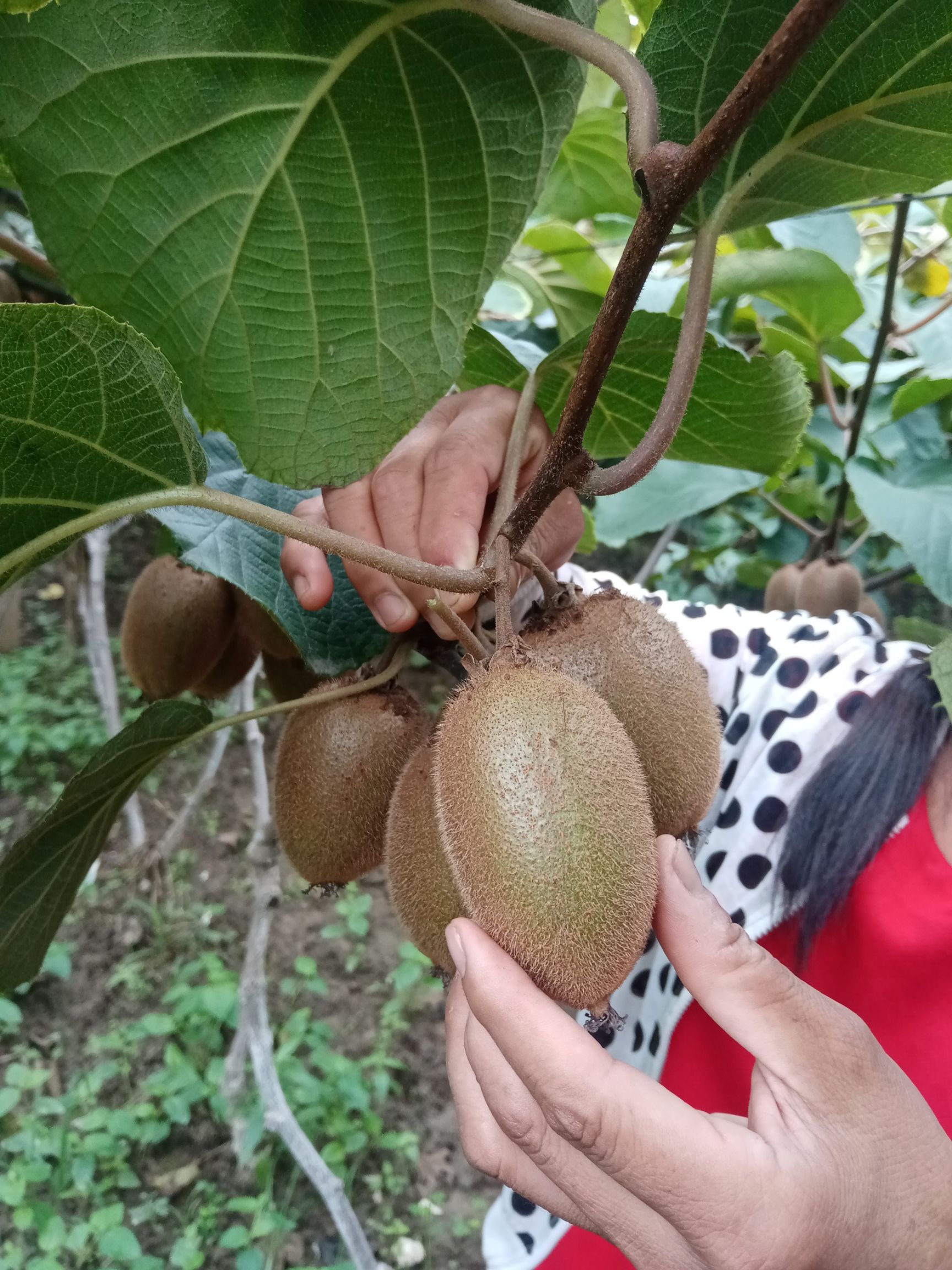 猕猴桃 水果**，维C之冠，健康