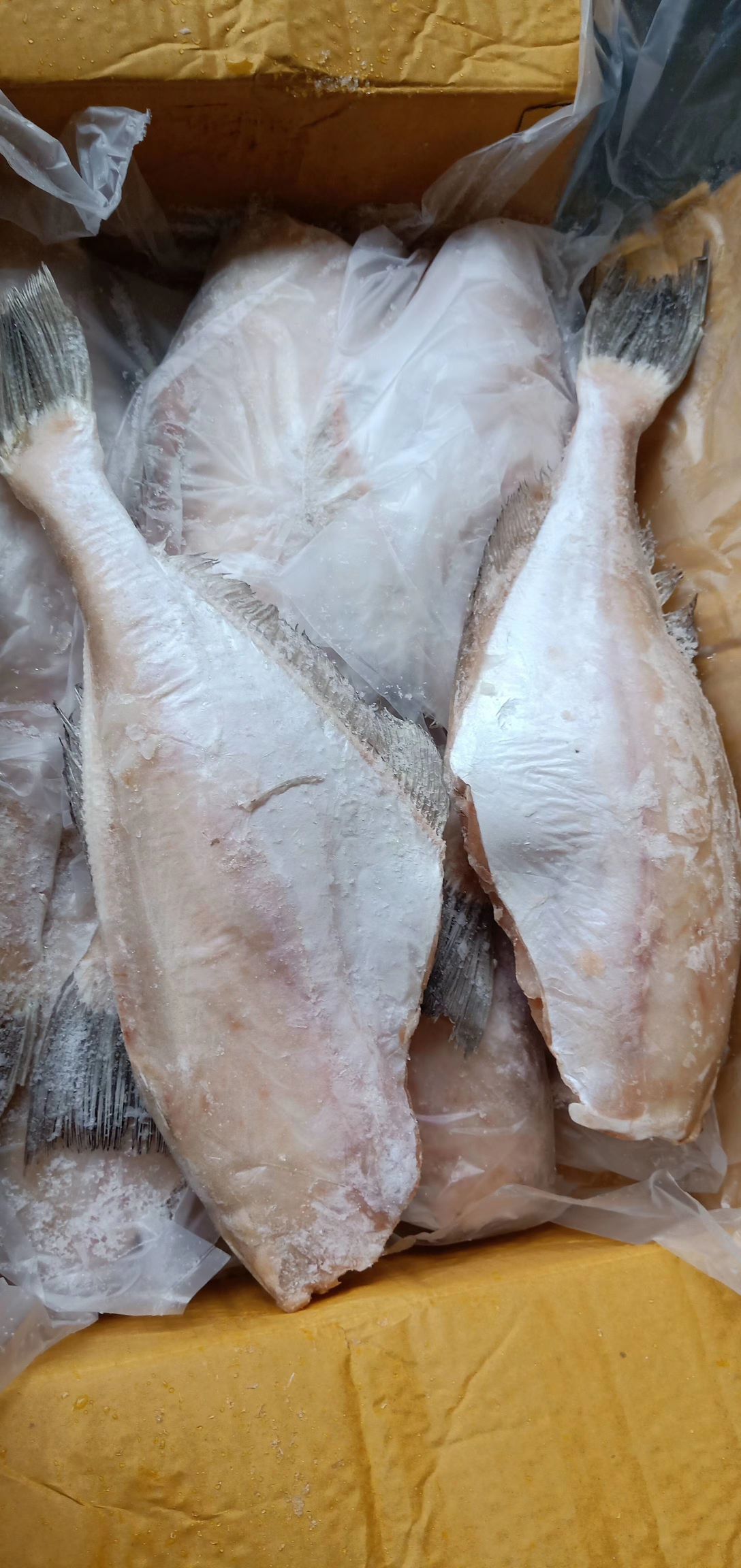 冰冻马面鱼 印尼三去马面鱼