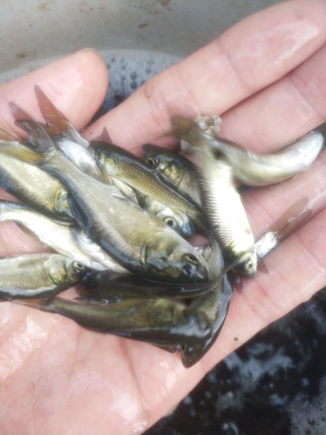 《花白鲢鱼苗》放养水库鱼塘优质淡水白鲢白花鲢生存能力强包运输