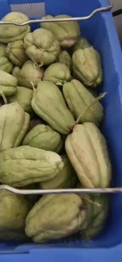绿皮佛手瓜 5两以上