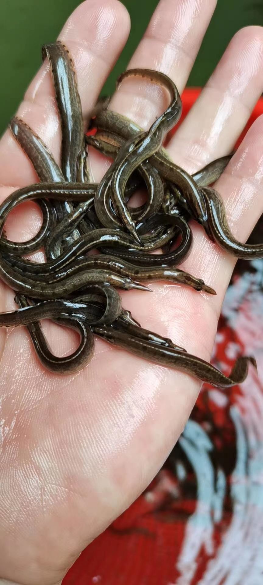 泥鳅苗  大量供应6—12规格刺鳅鱼苗  中华大刺鳅    维猪鱼苗。