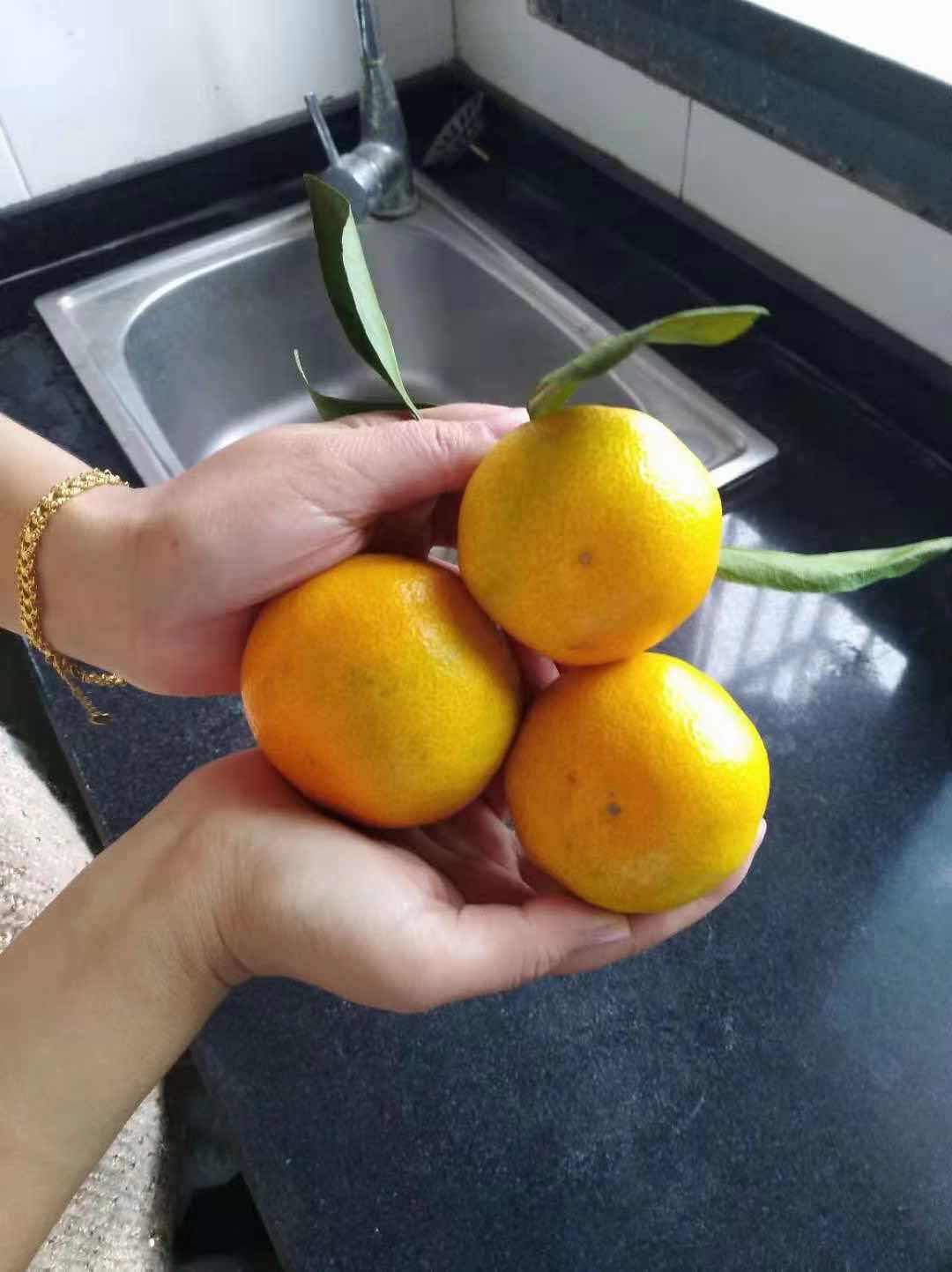 宜昌蜜桔 宜昌蜜橘，质优价廉，品质保证