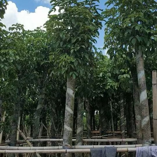 揭阳 秋枫树