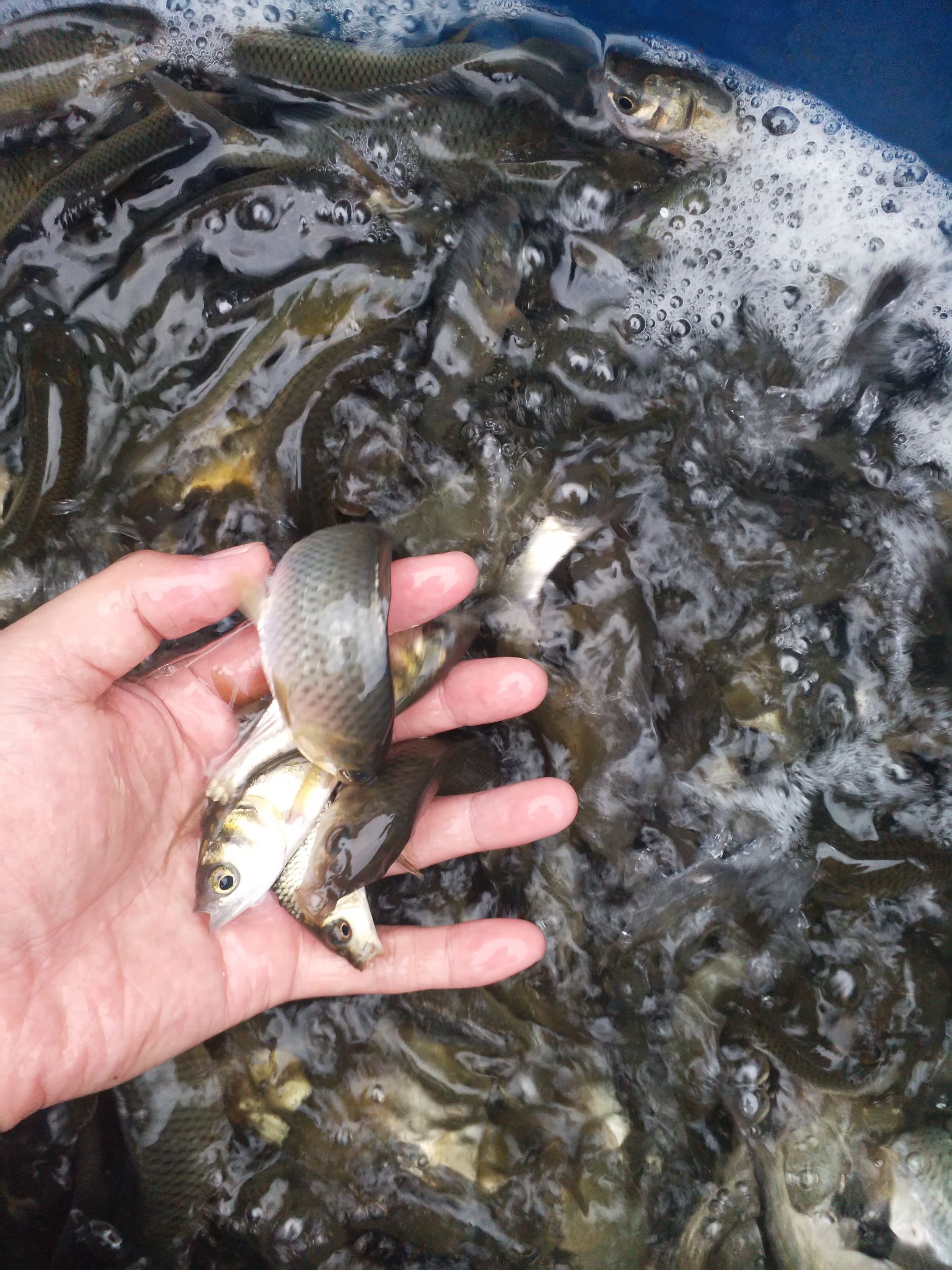 鲤鱼苗重庆 杂交优质鲤鱼苗 优质苗种 提供养殖技术包运输下塘