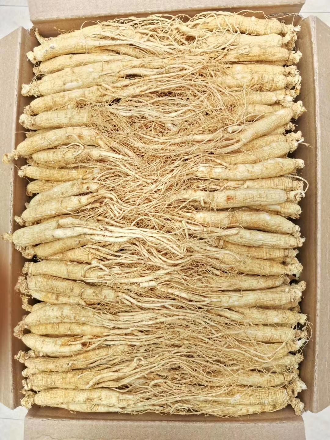 长白山人参 特级白参一斤起批，包邮