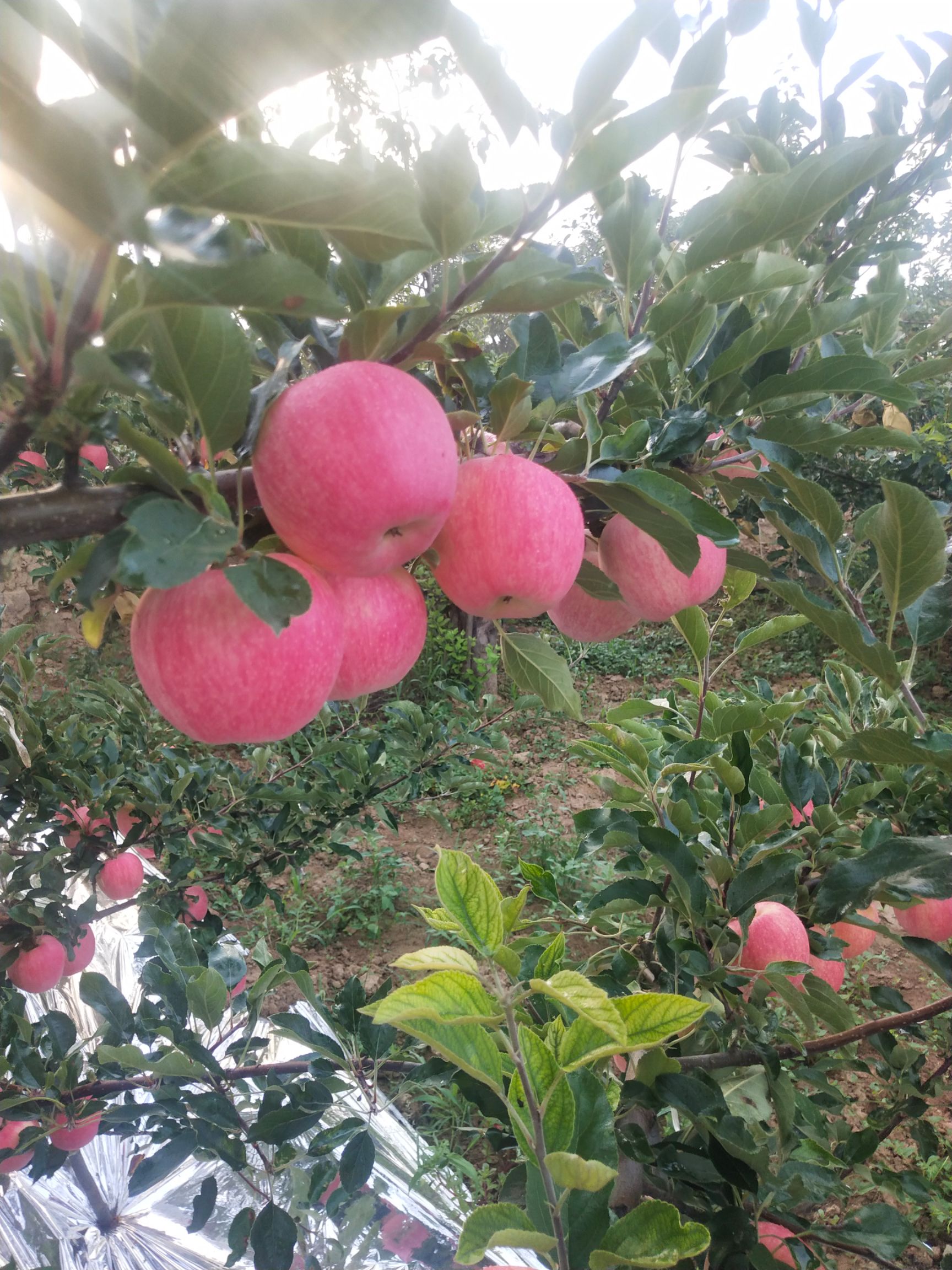  白水苹果大量上市，一手货源，需要的联系