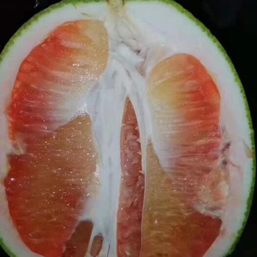  越南青柚苗