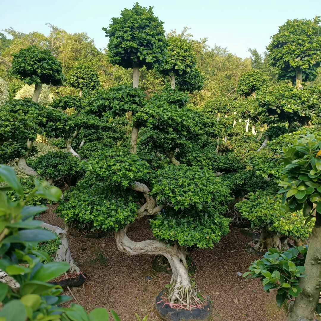  福建嫁接造型大S弯榕树桩景，规格:高度260-270