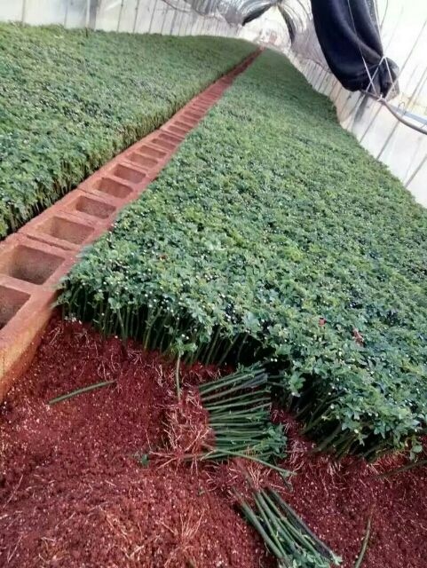 昆明 法国无刺蔷薇