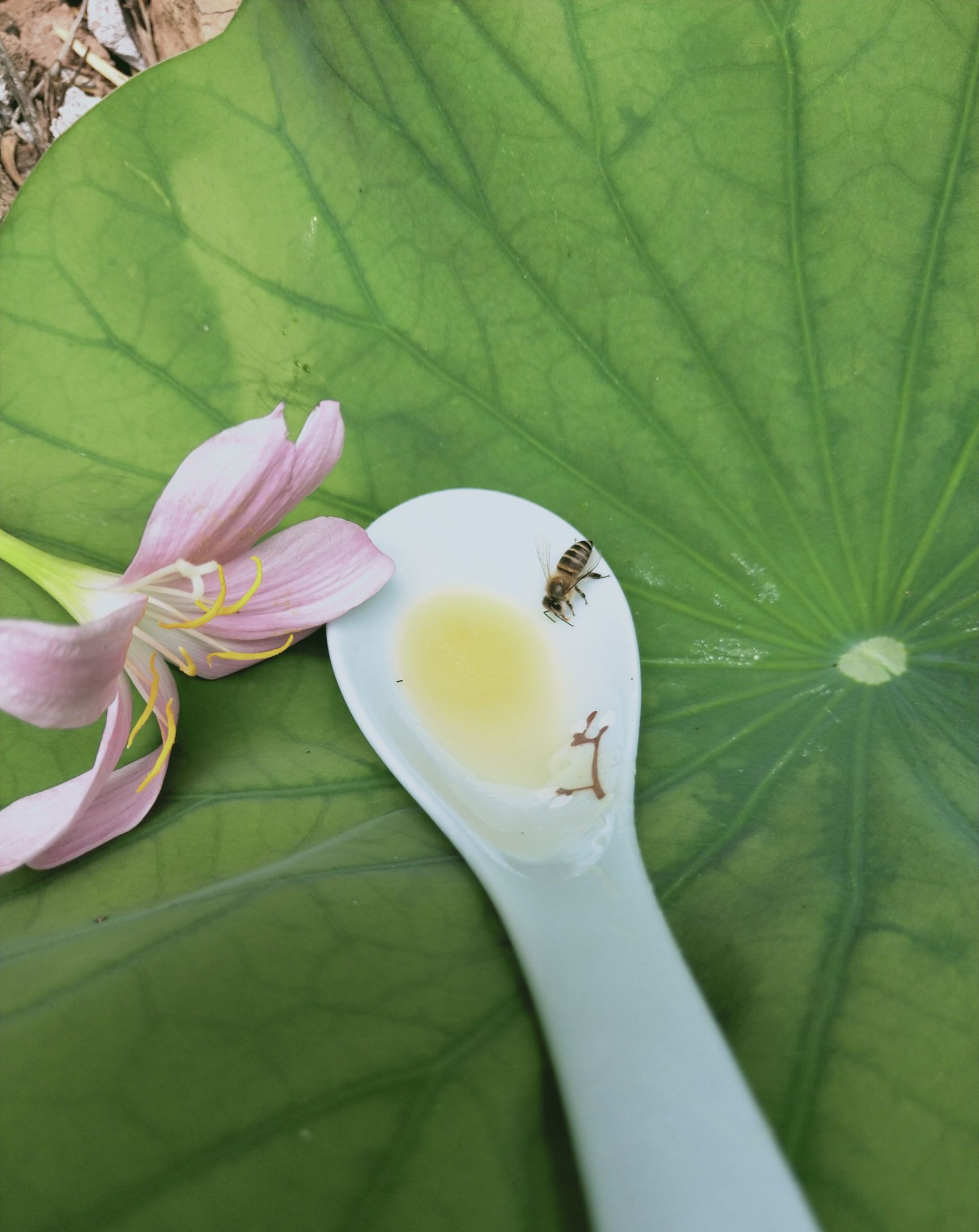  云南丽江百花土蜂蜜，包邮！蜂场直发挥泪甩卖！！！