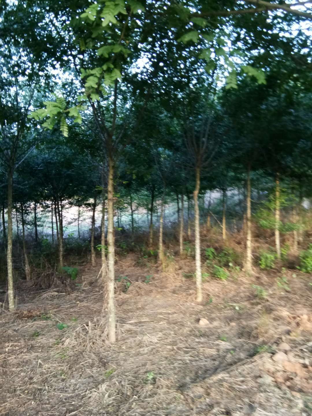 大刺皂角树 普通苗