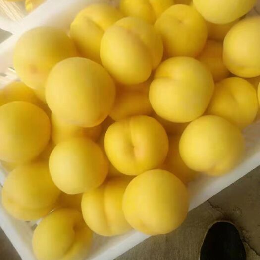 沂源县 套袋商品黄桃