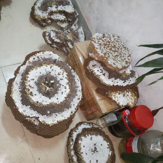 广州 出售各种蚂蜂，蜂蛹，活蜂