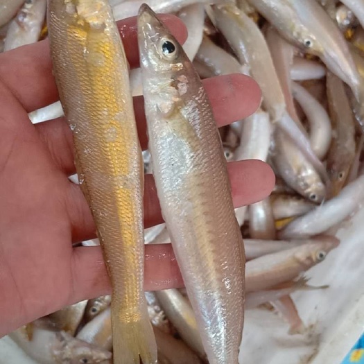 北海 新鲜沙尖鱼，码头上货
