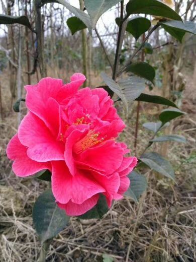 雅安 山茶花  茶花   山茶花苗  茶花苗  云系茶花大红茶花