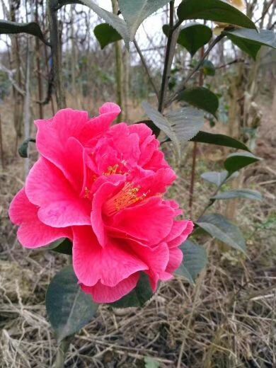  山茶花  茶花   山茶花苗  茶花苗  云系茶花大红茶花