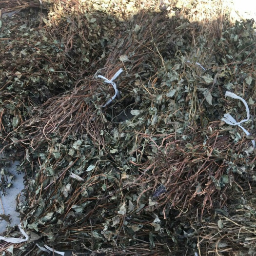 珙县高山天然野鱼腥草  清热 泡茶 煮汤均可 干货