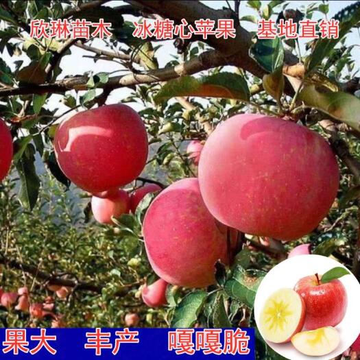 平邑县冰糖心苹果苗 冰糖心苹果嫁接苗 品种保证  挂果快 基地直销 现挖现卖