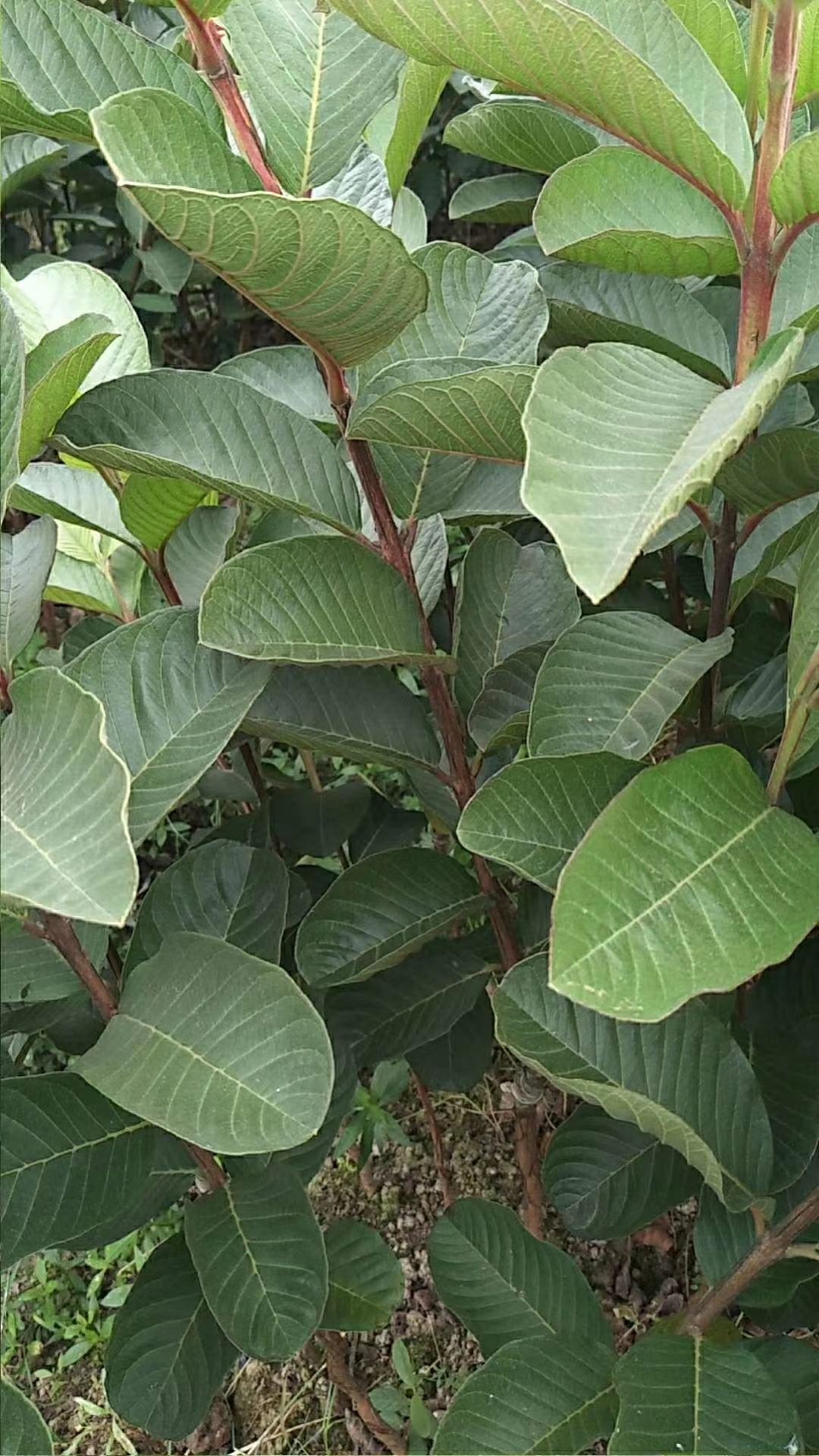 番石榴苗  红宝石少籽芭乐苗  少籽香脆甜 产量高易管理 耐