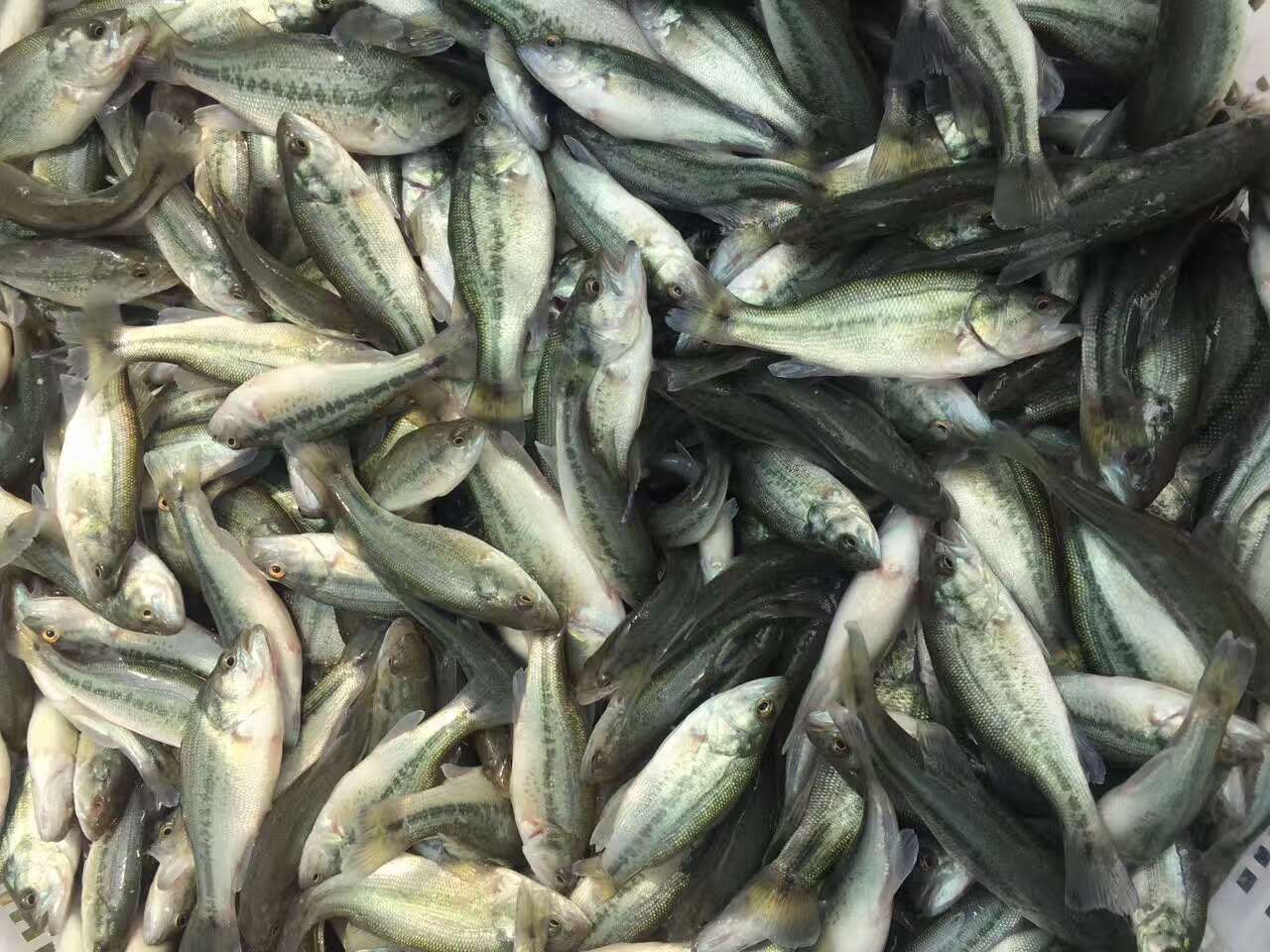 鲈鱼苗 加州3号鲈鱼苗 鱼场批发直销 提供技术指导 包运输
