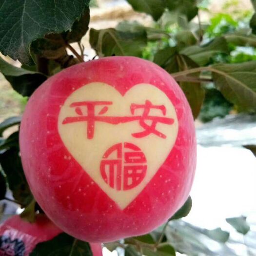 静宁苹果 中秋国庆礼品果预订中，好货量不大