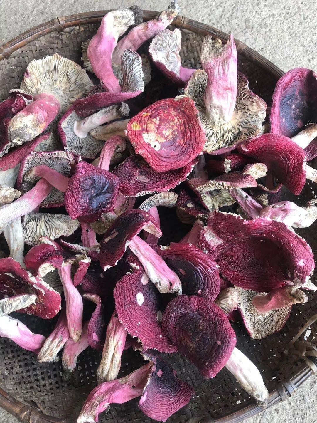 红菇，开菇，紫面蓝底，1斤包邮