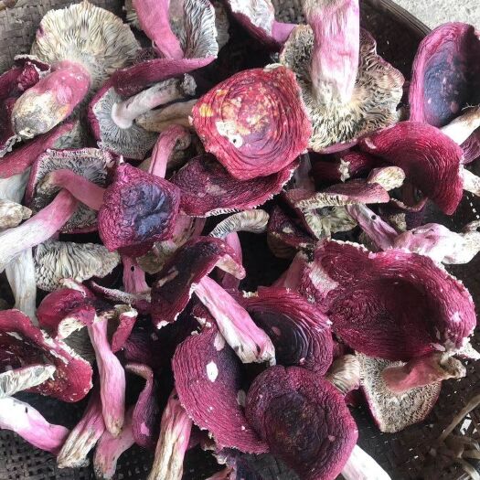 双柏县红菇，开菇，紫面蓝底，1斤包邮