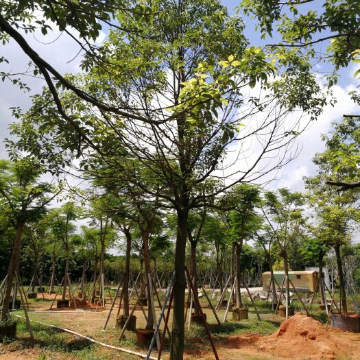 普宁市香椿苗  绿化苗木香全冠移植苗，欢迎合作共赢。诚信经营，保质保量。