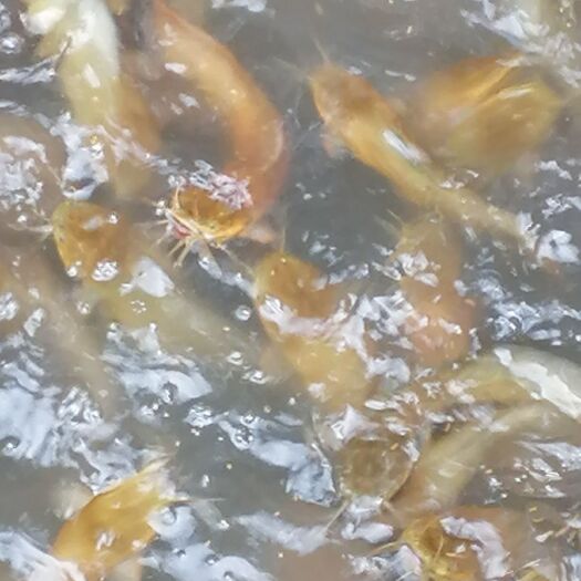博白县三黄塘鲺 优质三黄本地塘虱上市