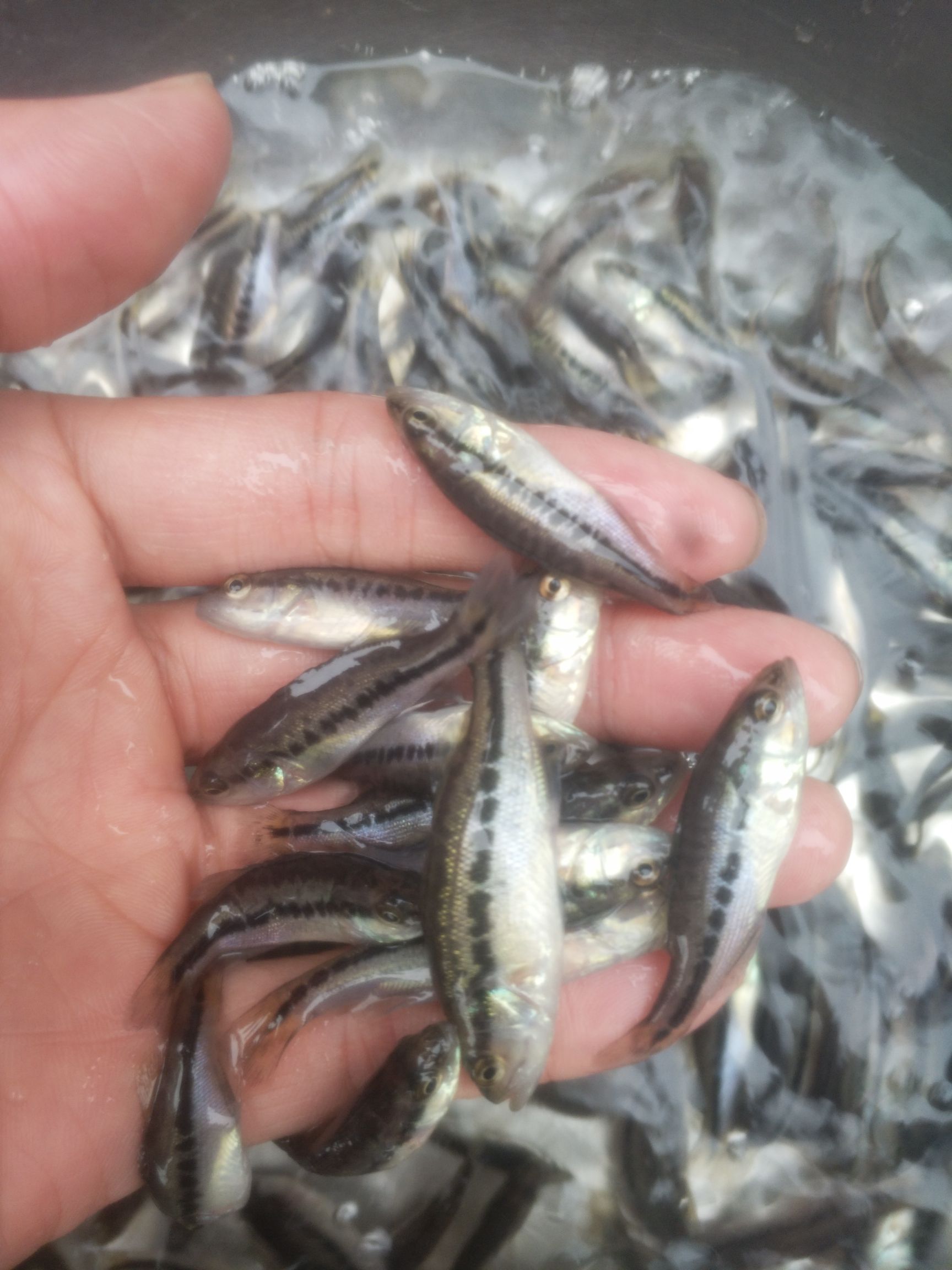 鲈鱼苗 加州3号鲈鱼苗 鱼场批发直销 提供技术指导 包运输