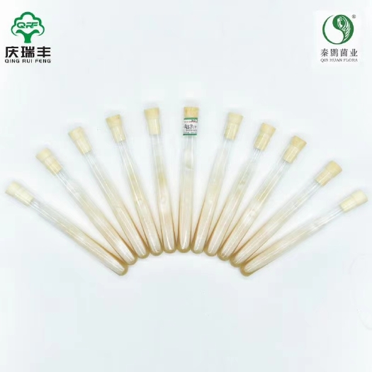 洋县大球盖菇菌种 现货，有需要的老板联系！