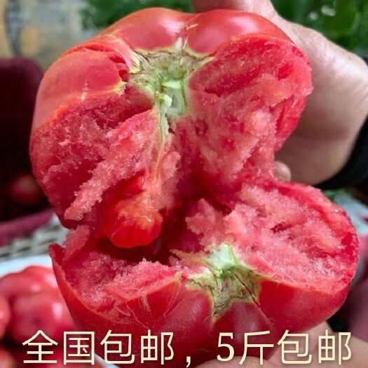 北镇市（基地直供）辽宁西红柿大量上市货源充足 优势对接各大电商