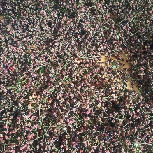 枣庄 山地花椒，天然无污染手工采摘自然晒干是理想的药用佐料之