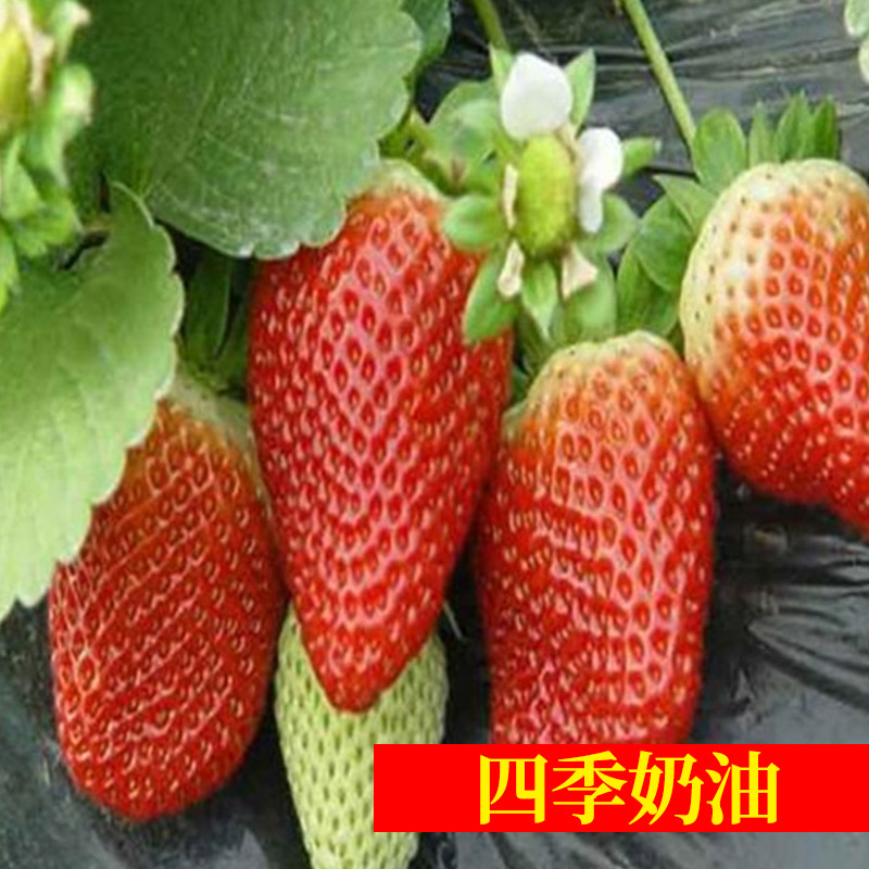  优质草莓苗红颜章姬白雪公主妙香七号品种纯正量大优惠