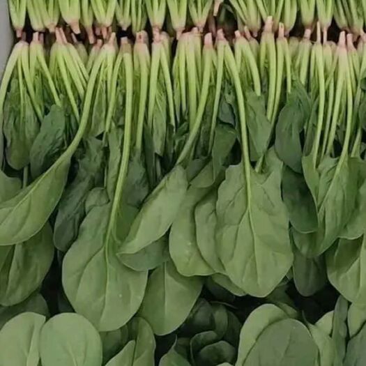 泰安大叶菠菜 15~20cm