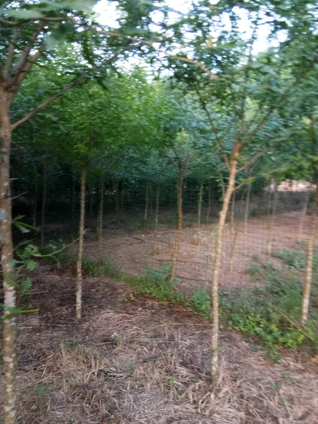 大刺皂角树 普通苗