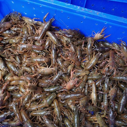 遂宁【精品】龙虾苗 杂交龙虾苗虾种 基地直供品质保证提供技术指导