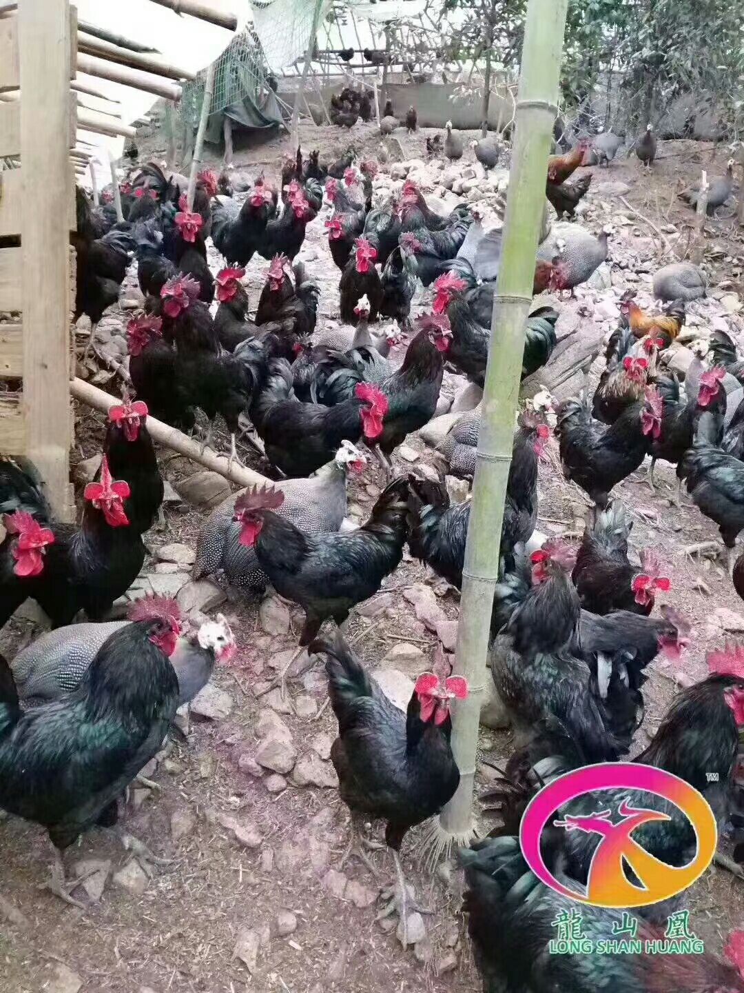  五黑绿壳鸡苗，今天底价销售