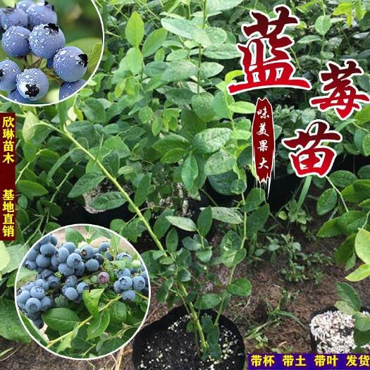 平邑县薄雾蓝莓苗  蓝莓苗 绿宝石 薄雾 兔眼 蓝丰品种多多基地直销带土发货