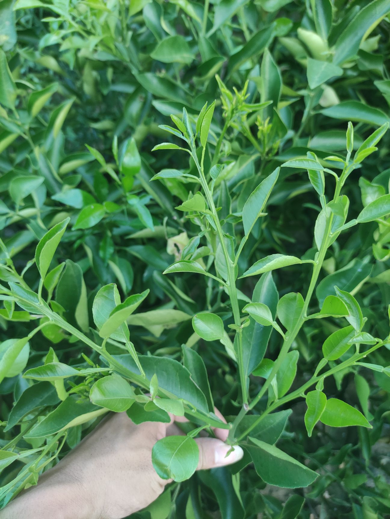 明日见柑橘苗，批发 零售，手续齐全，假一赔十，可签订合同