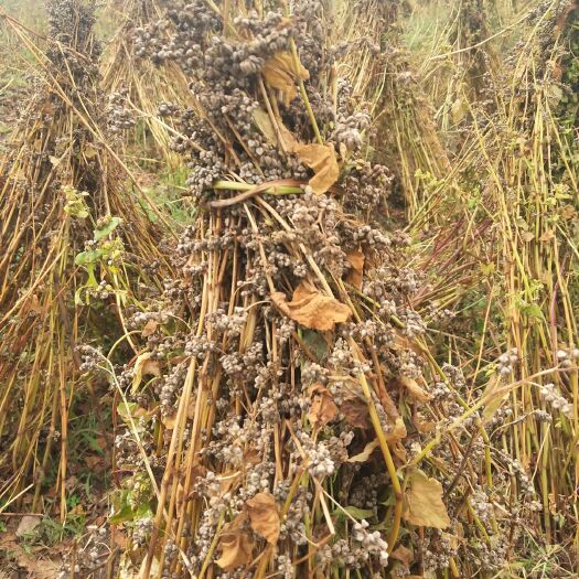 昭觉县 高山苦荞,味道好，无公害。