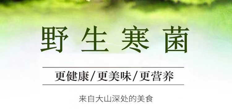 寒菌天然雁鹅菌农户采摘松乳菇食用山珍