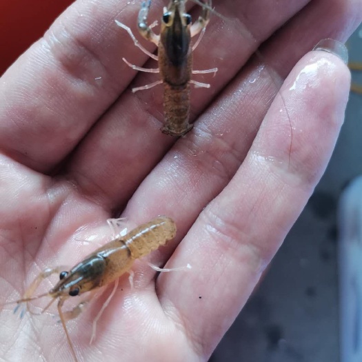 南宁澳洲龙虾苗，苗场直供，货源充足，量大价优，成活率高。