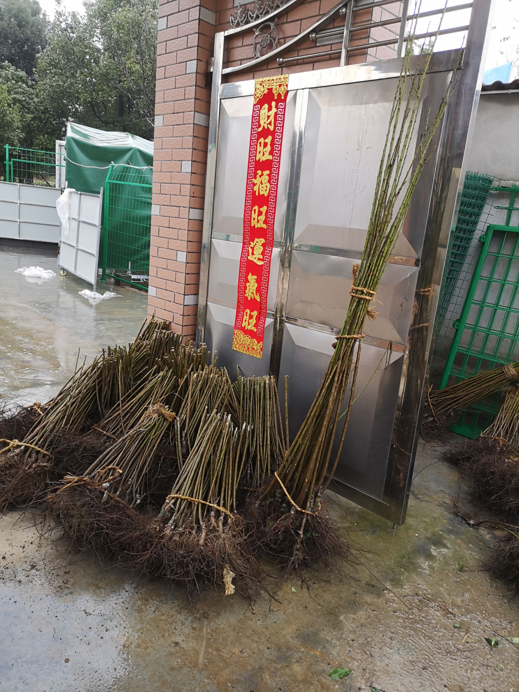  青梅树苗 青梅苗酸梅苗改良品种第二年见果d0.8以上