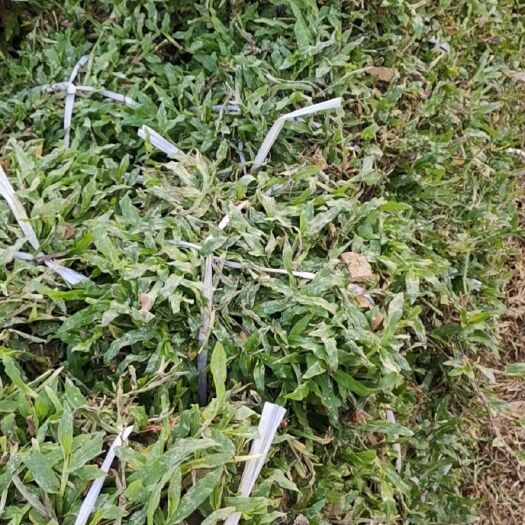 博罗县大叶油草 惠州自家基地直销各类草皮 种类齐全欢迎老板咨询