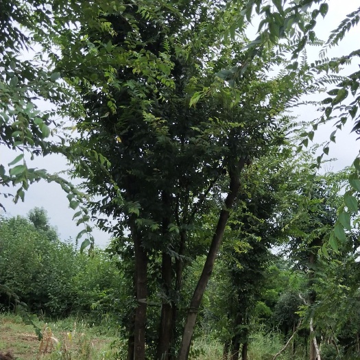 阳朔县 丛生朴树 红枫  紫叶李  紫薇  樱花  红千层  桂花树