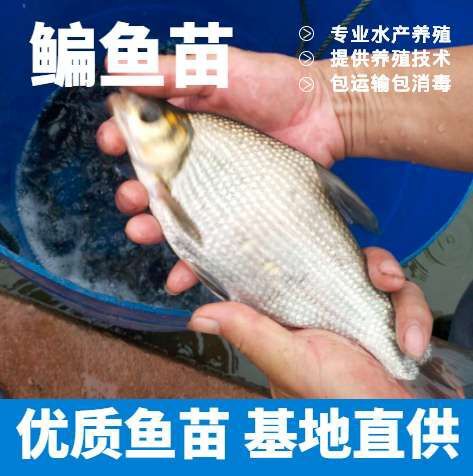 威远县鳊鱼苗 鱼场批发直销 品质保证 提供技术指导 包运输下塘
