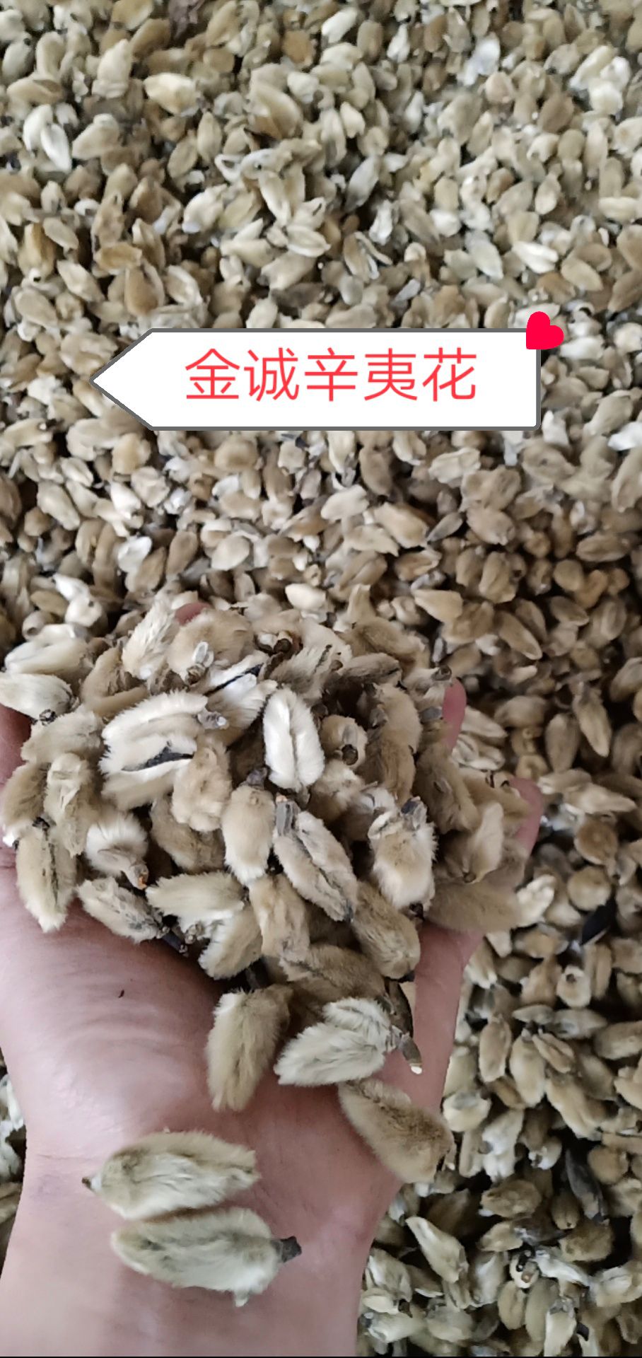 南召县 辛夷花批发 调料专用 低于市场价 质量有保证
